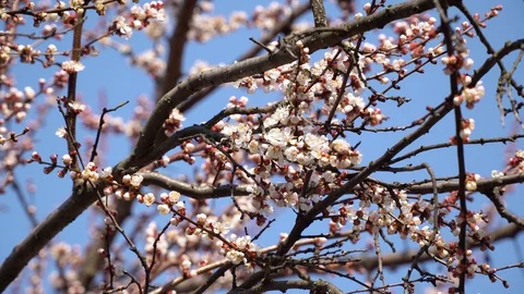 Many bees fly around and pollinate flowers of an apricot tree 動画素材 127667741