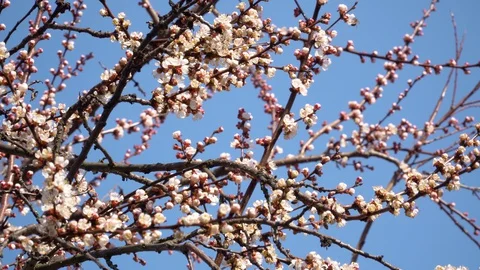 Many bees fly around and pollinate flowers of an apricot tree 動画素材 127685832
