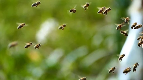 Many bees fly to the hive. Bees actively carry pollen and honey. Video stock 94821825