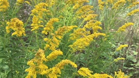 Many bees flying around yellow flowers Stock Footage 136813347