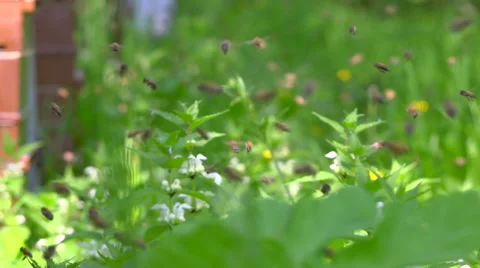 Many bees flying over grass in nature. Hives in full activity. Slow motion. Stock Footage 63917680