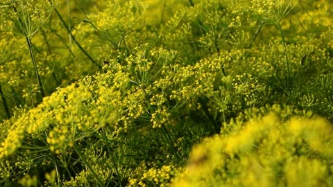 Many Bees Foraging in Vibrant Dill Flower Field Stock Footage 329010553
