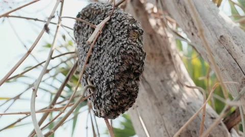 Many bees help to make honeycomb on dry branches, working Teamwork concept Stock Footage 146107496