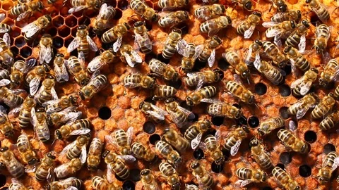 Many bees on the hive close up Stock Footage 115649761