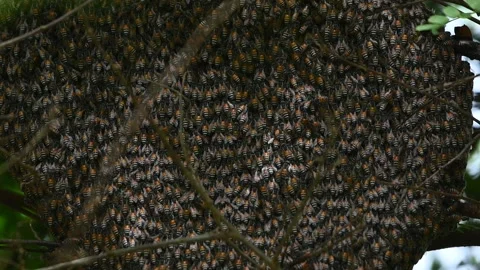 Many bees on the hive Stock Footage 132321348