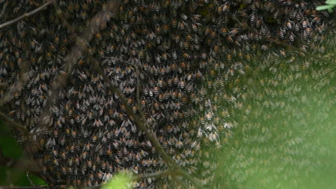 Many bees on the hive Video stock 132321356