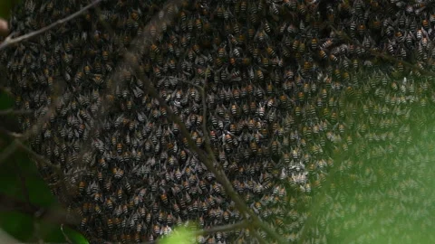 Many bees on the hive Video stock 132321385