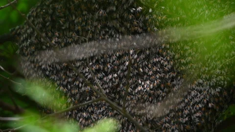 Many bees on the hive Video stock 132321395