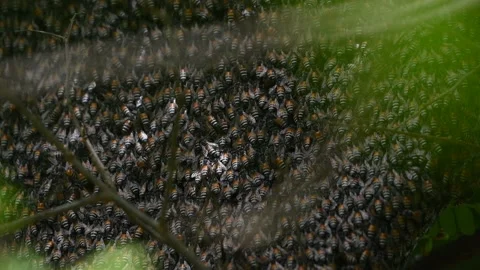 Many bees on the hive Video stock 132321417