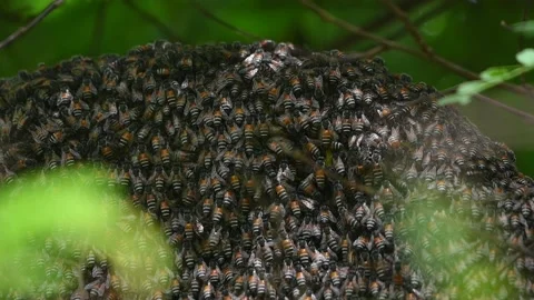 Many bees on the hive Stock Footage