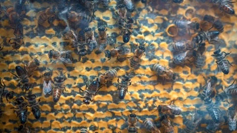 Many bees on honeycomb in apiary move under glass Stock Footage 102514969