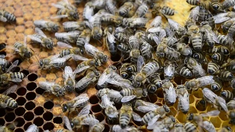 Many bees on the honeycomb Stock Footage 70559012