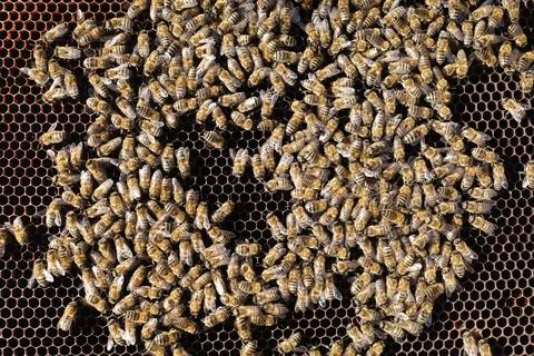 Many bees on honeycombs close-up Stock Photos
