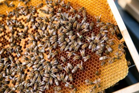 Many bees on honeycomg Stock Photos