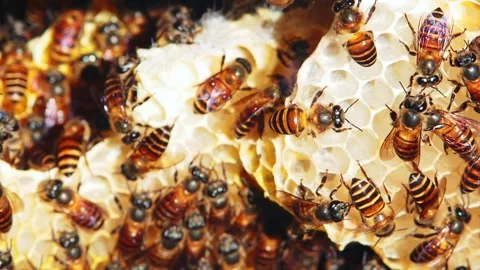 Many Bees inside the beehive,Honeycomb in the nature, Bee colony in hive macro s Stock Footage 279294814