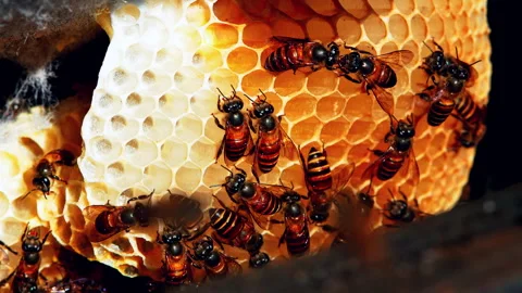 Many Bees inside the beehive,Honeycomb in the nature, Bee colony in hive macro s Stock Footage 334823888