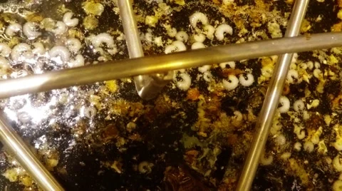 Many Bees Larvae in Fresh Honey in Honey Extractor Close up Stock Footage 66924685