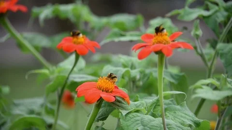 Many bees Or Honeybees Pollinating Flowers Stock Footage 73269695