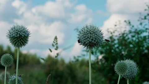 Many bees on the plant Stock Footage 324958114