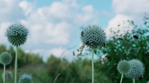 Many bees on the plant Stock Footage 324958240