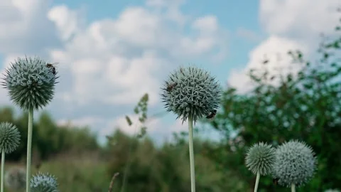 Many bees on the plant Stock Footage 324958264