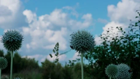 Many bees on the plant Stock Footage 324958410