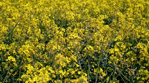 Many bees pollinate a rapeseed field on a sunny day. Stock Footage 130199906