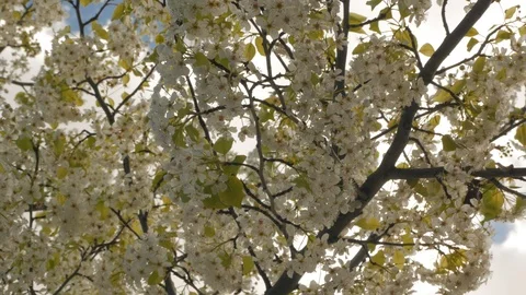 Many Bees Pollinating Beautiful Flower Blossoms Swaying in the Wind Stock Footage 105268850