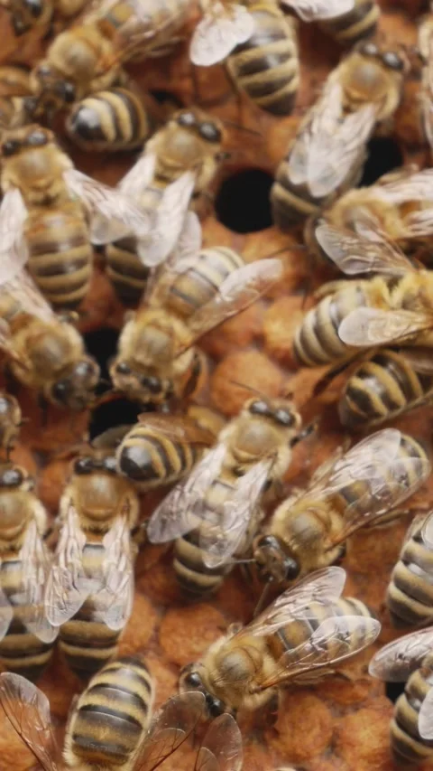 Many bees sit on a frame full of honey Stock Footage 348196147