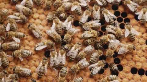 Many bees sit on a frame full of honey Stock Footage 348224597