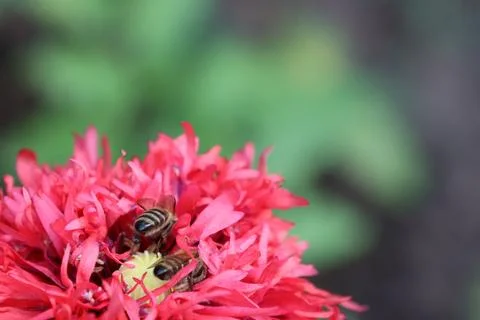 Many bees sit on a single red poppy flower and collect pollen Foto stock
