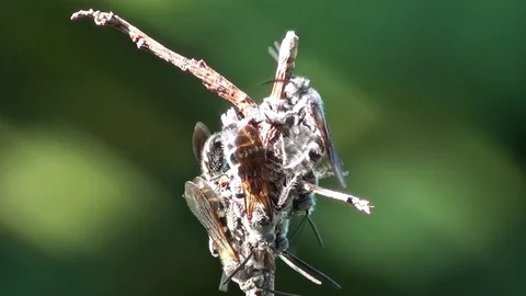 Many bees on the stick Video stock 104045870