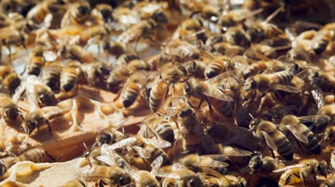 Many bees in the summer working for the uterus Stock Footage 38377581