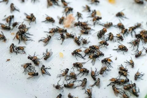 Many bees on a white surface collecting pollen and nectar Stock Photos