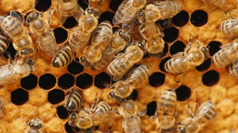 Many bees working on honeycombs with honey Stock Footage 65821007