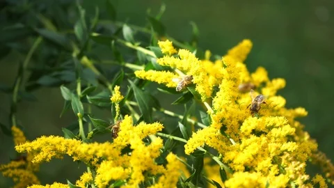 Many bees on a yellow flowering bush Stock Footage 115242594