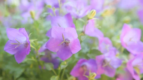 Many bellflowers Stock Footage 31059805