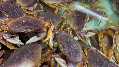 Many big alive dungeness crabs are crowded into tanks. American crabs Stock Footage 207691997