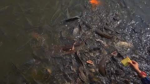 Many big fish finding food to eat from feed in river Stockbeeldmateriaal 123921319