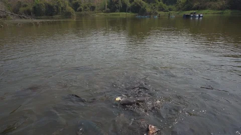 Many big fish finding food to eat from feed in river Vídeo Stock 123921870