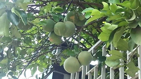 Many big pomelo hanging on the tree close the wall Stock Footage 121558092