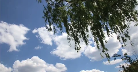 Many big white fluffy clouds in the blue sky on video with green tree Stock Footage 275350639