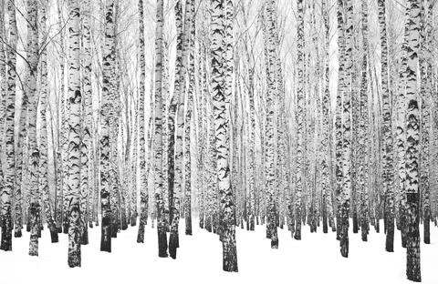 Many birch tree trunks in a winter birch grove black and white Foto stock