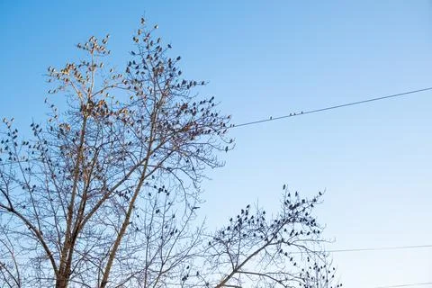 Many birds on the branches of a tree without leaves against the blue sky. Stock Photos