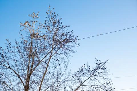 Many birds on the branches of a tree without leaves against the blue sky.Autumn Stock Photos
