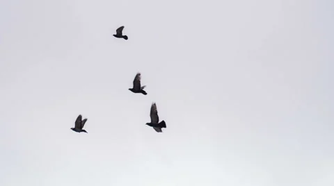 Many birds, cloudy sky. Slow Motion at a rate of 240 fps Видео 50340822