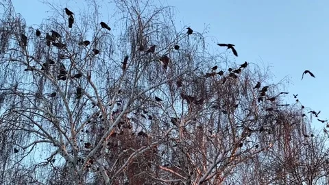 Many birds crows take off and land on bare tree branches in winter. video Stock Footage 167522462