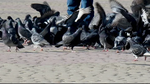 Many birds feed in the town square Stock Footage 105366193