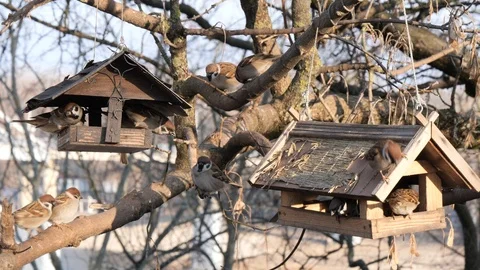 Many birds feed at a tree feeder Stock Footage 122987448