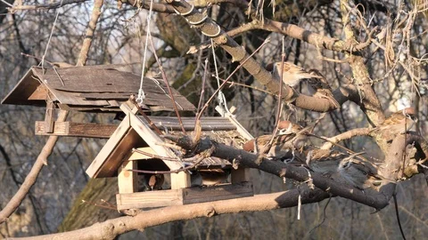 Many birds feed at a tree feeder Stock Footage 122990846